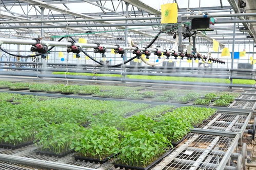 延慶區現代化育苗工廠 科技賦能農業，保障農產品穩定供應