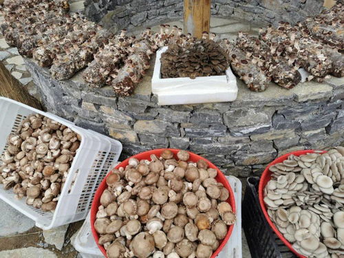直擊丨城口特色農產品亮相2020重慶城口 中國農民豐收節 食用農產品初加工