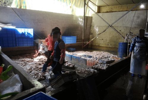 執法快訊 無照加工銷售食用農產品被立案查處——初加工環節也須依法合規